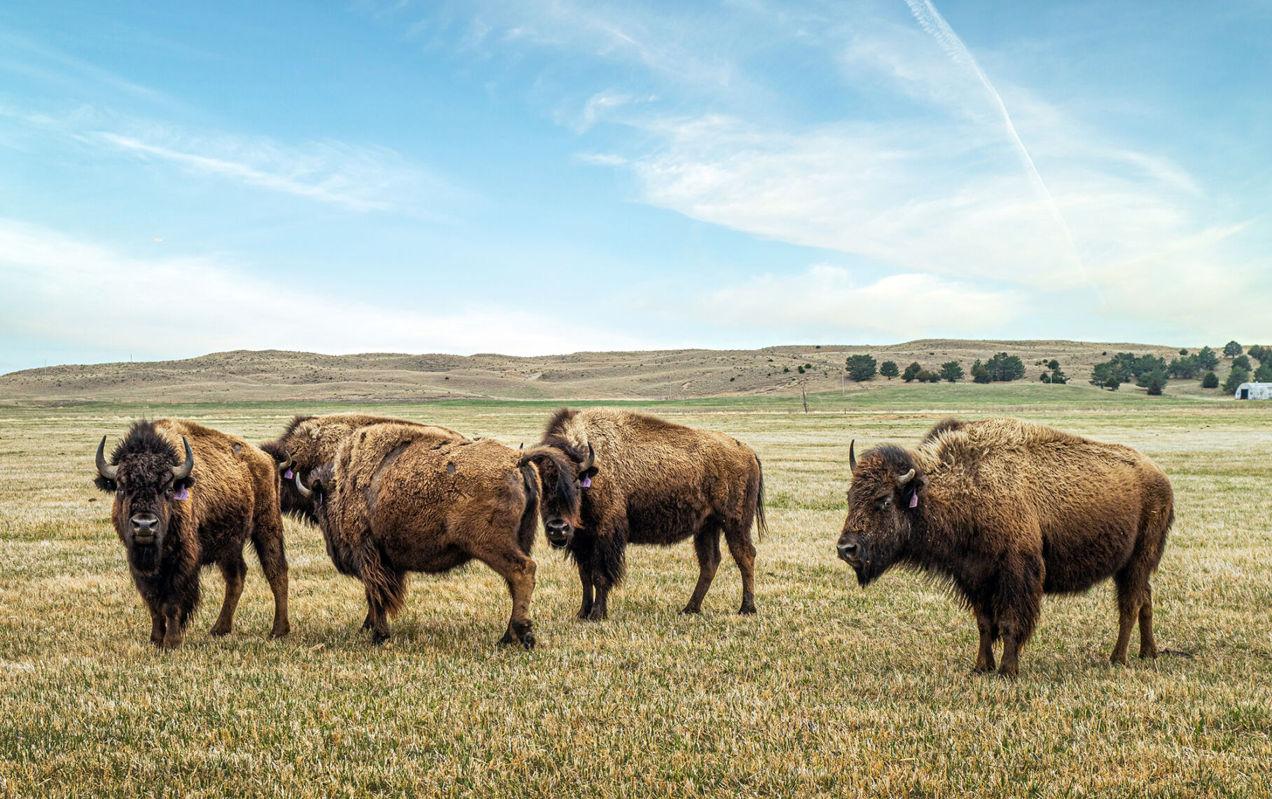 Bison on range